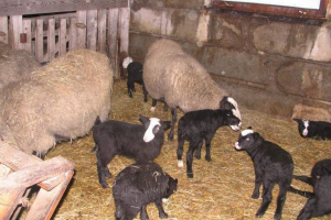 День кролика для овець або дезінсекції День кролика для овець або дезінсекції